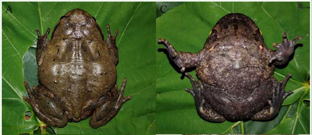 New Brachytarsophrys Frog Species From China’s Guangxi Zhuang Autonomous Region Described New Brachytarsophrys Frog Species From China’s Guangxi Zhuang Autonomous Region Described