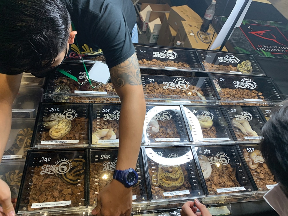 Ball Python