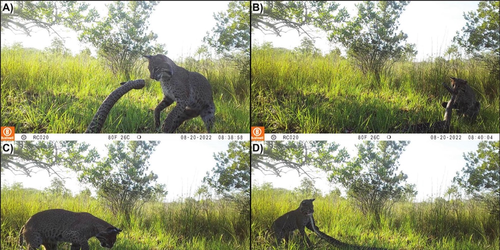 Field Camera Captures Bobcat Attacking Eastern Diamondback Rattlesnake
