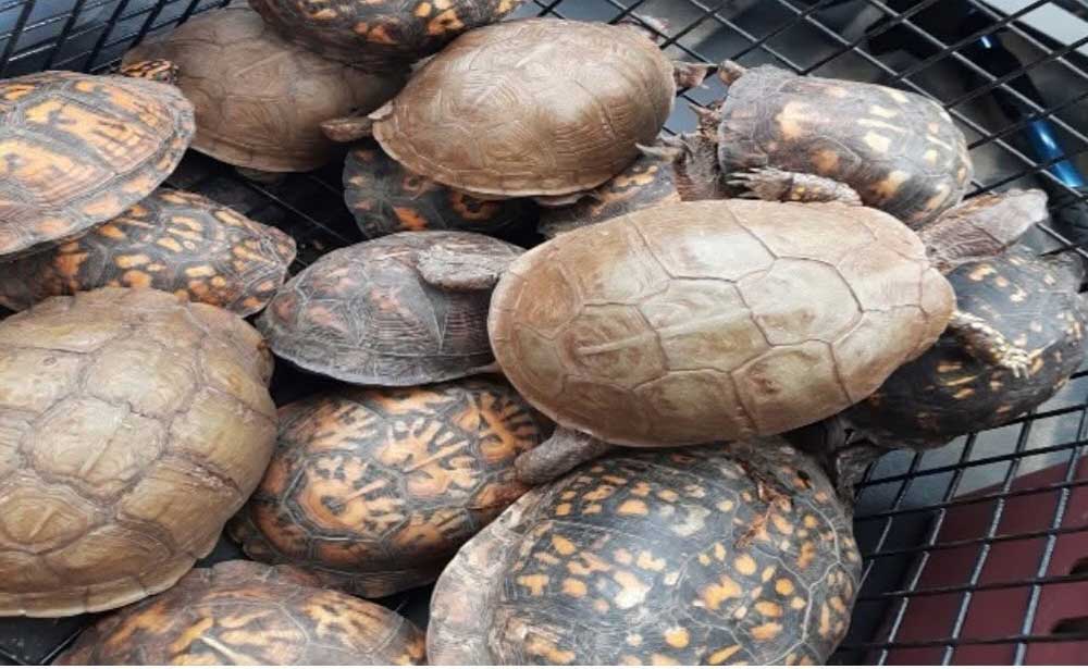More Than 150 Box Turtles Illegally Dumped Near River In Cranford NJ More Than 150 Box Turtles Illegally Dumped Near River In Cranford NJ