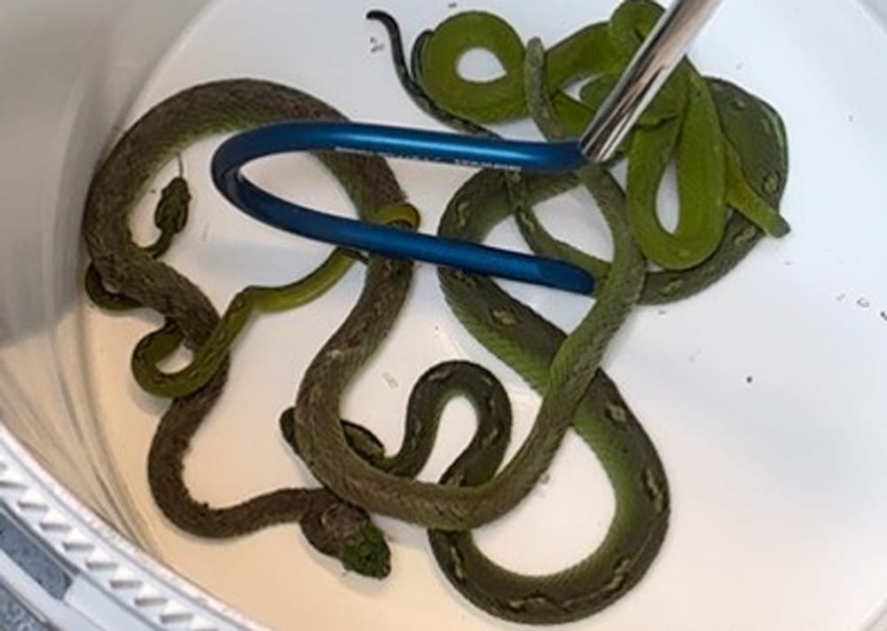 Two Arrested For Smuggling Venomous, Other Reptiles Across U.S. Mexico Border