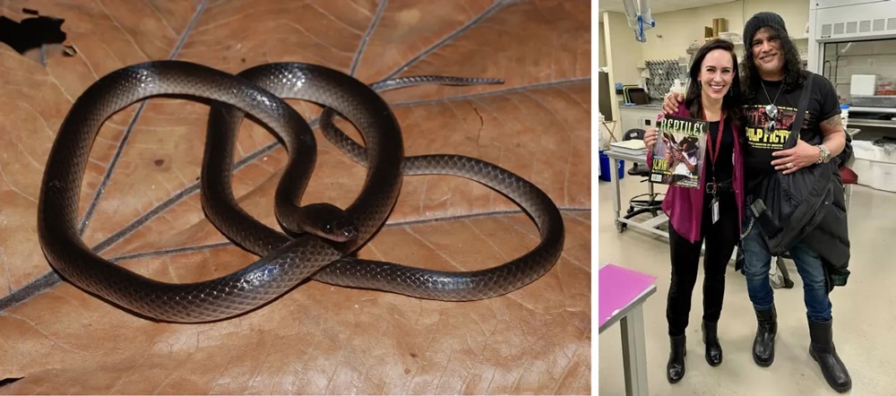 New Snake Species Named After Slash of Guns N’ Roses