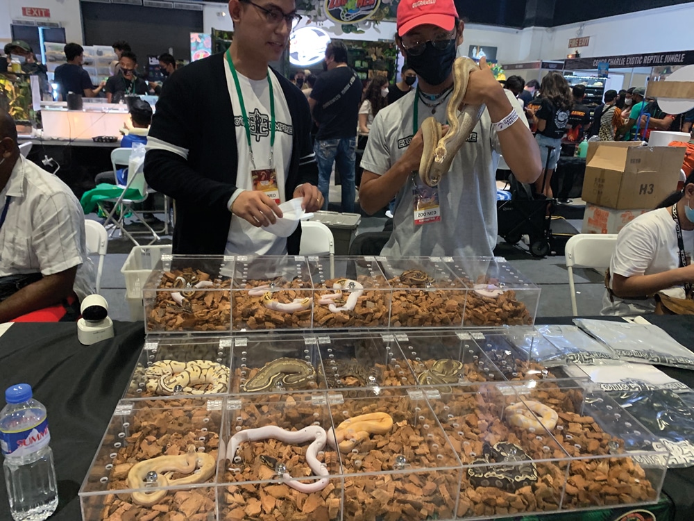 reptile expo