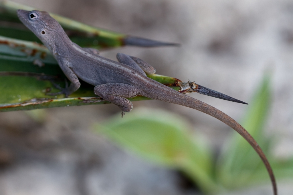 Silver Key Anoles With Shorter Toe Lengths Survived Hurricanes Better Than Long Toed Counterparts