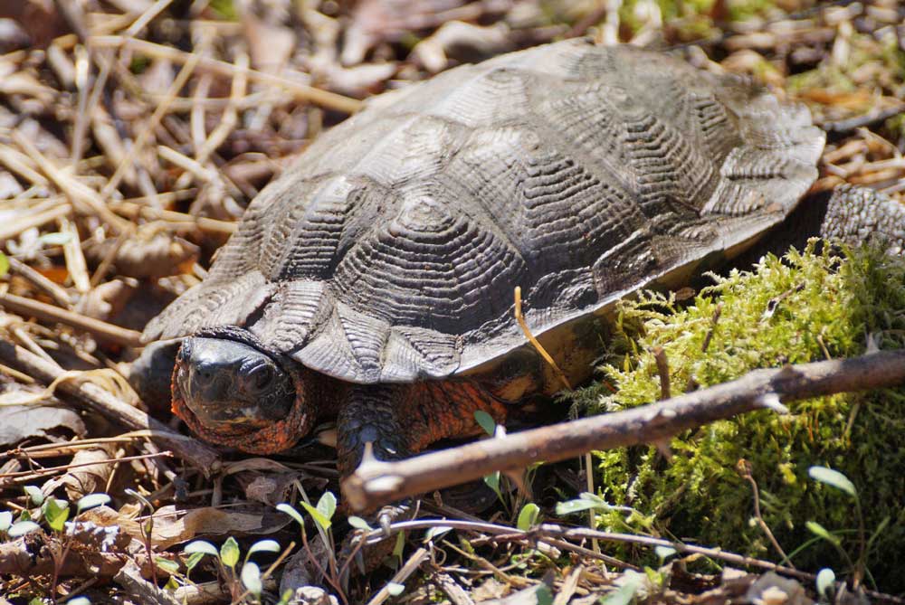 Wood Turtles Seek Higher Elevations As The Climate Changes