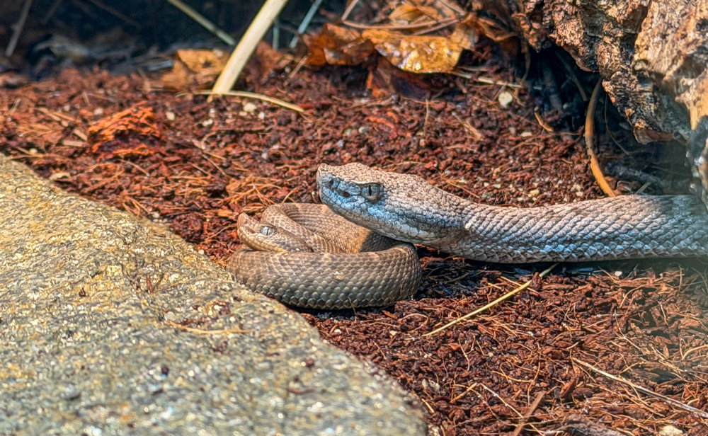 New Mexico ridge-nosed rattlesnake