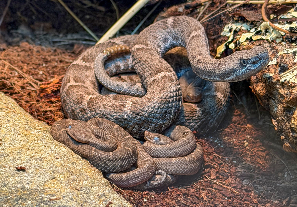 Six New Mexico Ridge-Nosed Rattlesnakes Born At Los Angeles Zoo Six New Mexico Ridge-Nosed Rattlesnakes Born At Los Angeles Zoo