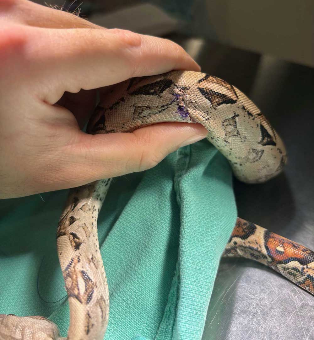 Boa constrictor