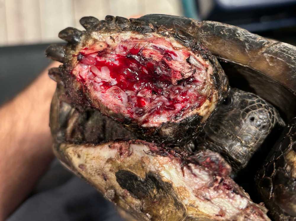 Dermatologic Diseases In Reptiles