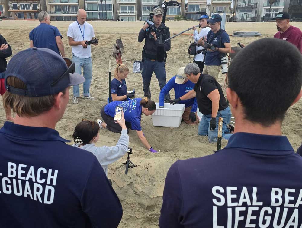 Olive Ridley Sea Turtle Eggs Laid On SoCal Beaches Moved Ahead Of Hurricane Polo