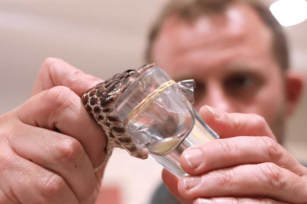 Shazza largest death adder