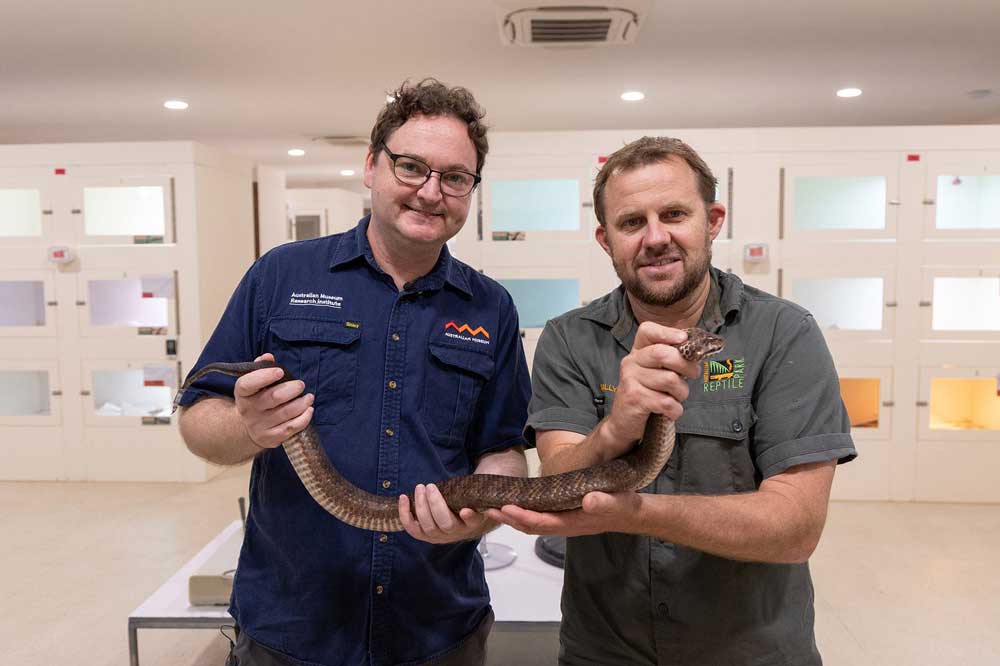 Largest Living Death Adder Recorded Lives At Australian Reptile Park