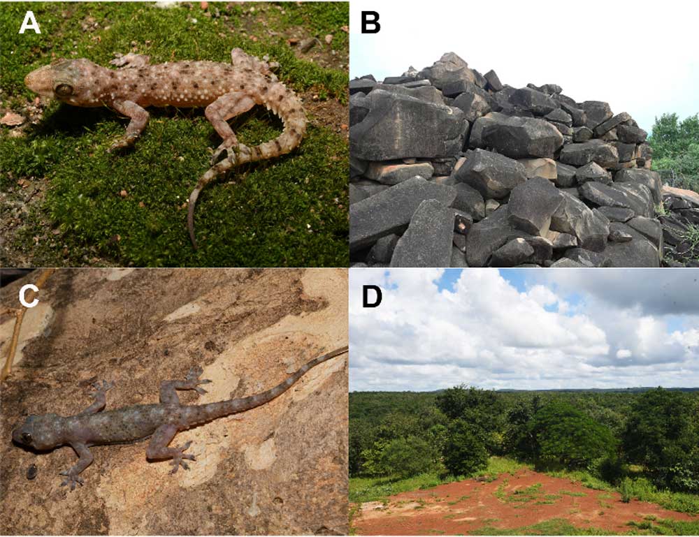 Two New Hemidactylus Gecko Species Discovered In India Two New Hemidactylus Gecko Species Discovered In India
