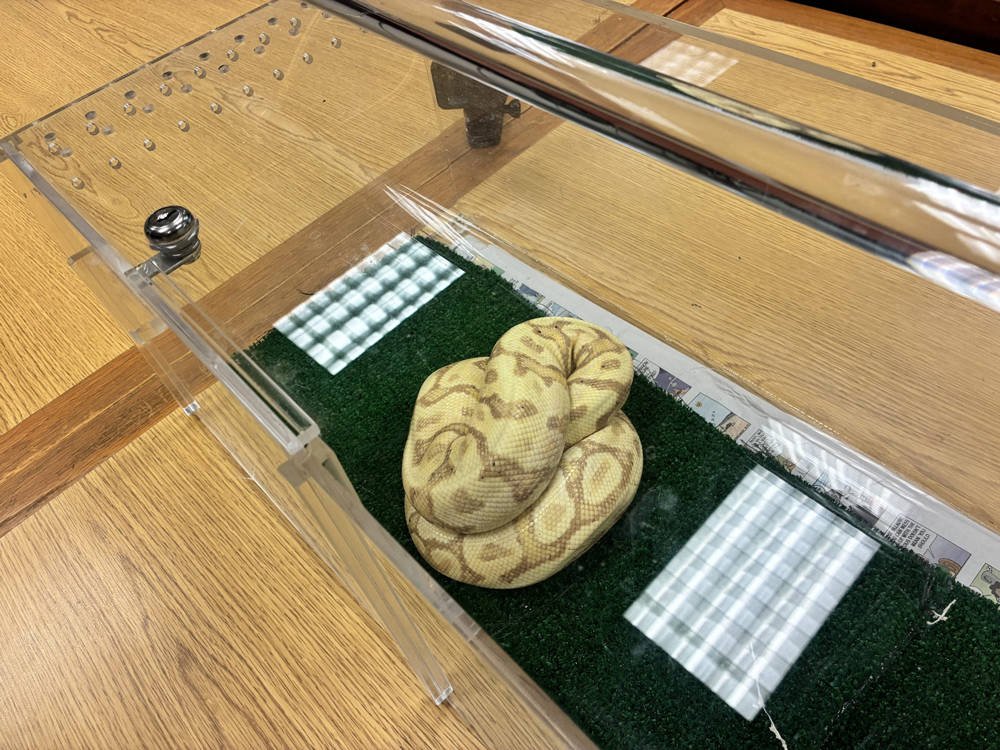 ball python hawaii