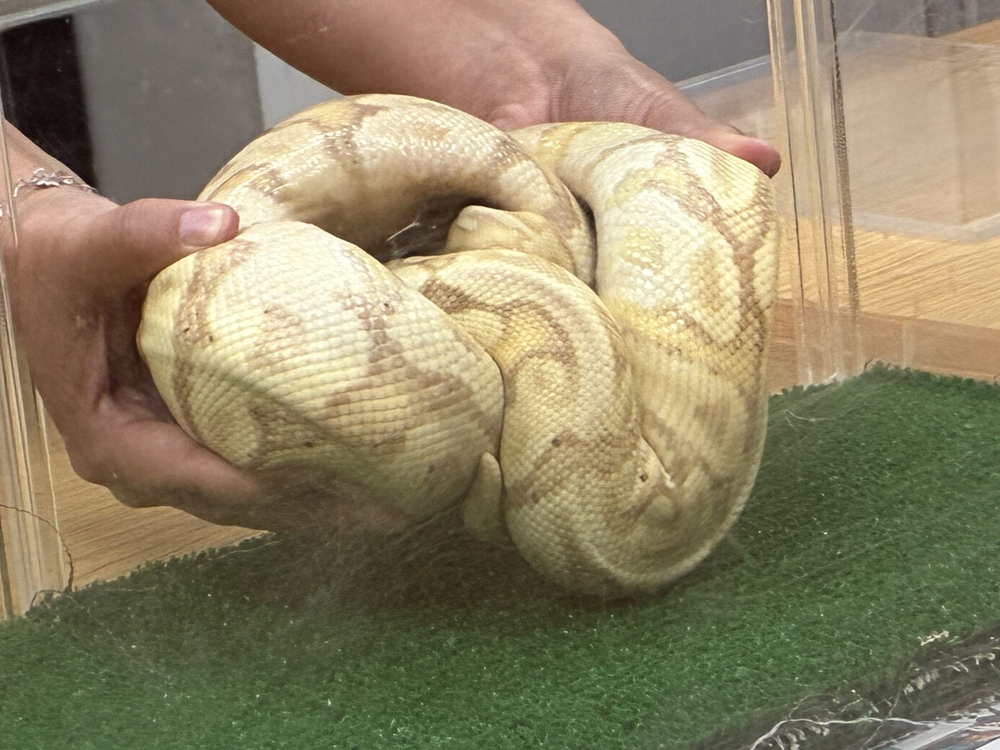 Ball Python Captured On Oahu, Hawaii