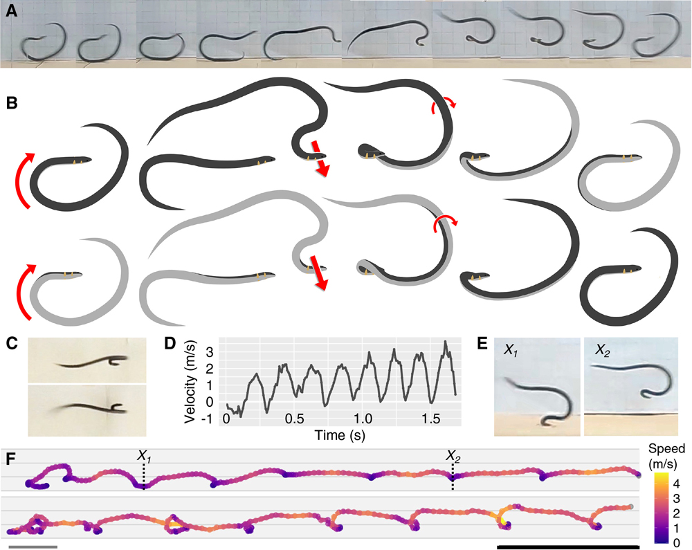 Dwarf Reedsnakes Roll at Speeds Four Times Faster Than They Slither