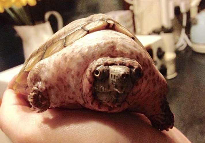 Severely Swollen Musk Turtle Abandoned In UK Park Doing Much Better