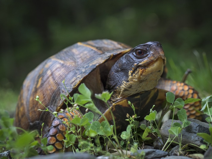 U.S. Forest Service And Turtles For Tomorrow Help Make Gravel Pits Wood Turtle Safe