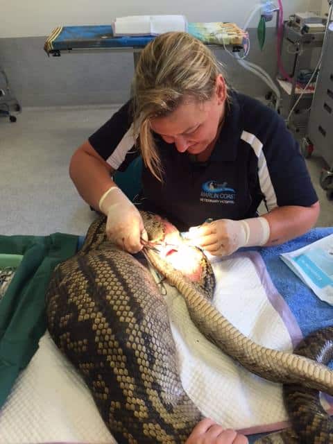 Australian Vet Removes Rooster Foot That Punctured Python’s Belly