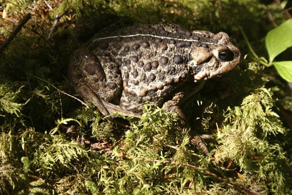 Boreal Toad Moves Toward Endangered Species Act Protection