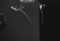 Videography Captures How Green Anole And Flat-tailed House Gecko Fall And Land Feet First