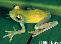 Glass Frog Care And Information
