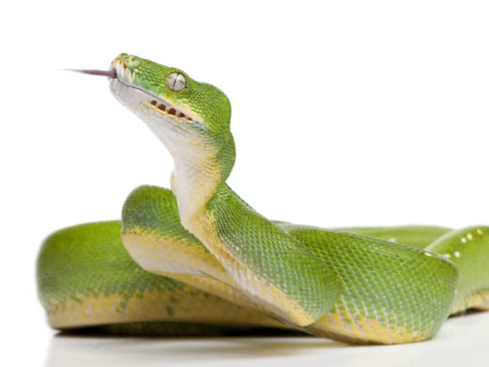 Green Tree Python With Broken Jaw Fixed With Paper Clip And Superglue
