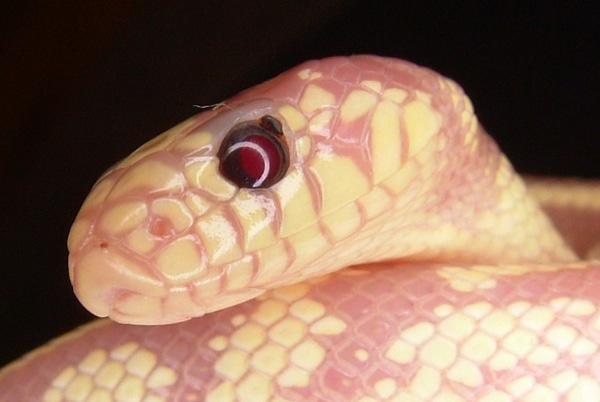 Stimson's Python Care And Breeding Information - Reptiles Magazine