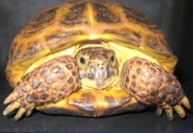 Tortoise Taped To Balloons And Set Aloft Last Summer Has Been Adopted