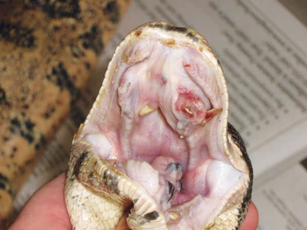 Identify And Treat Mouth, Shell And Scale Rot In Reptiles
