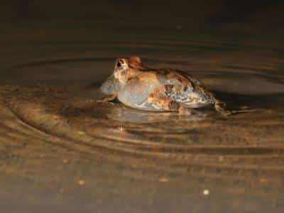 Bats Hunt Frogs By Sensing Water Ripples