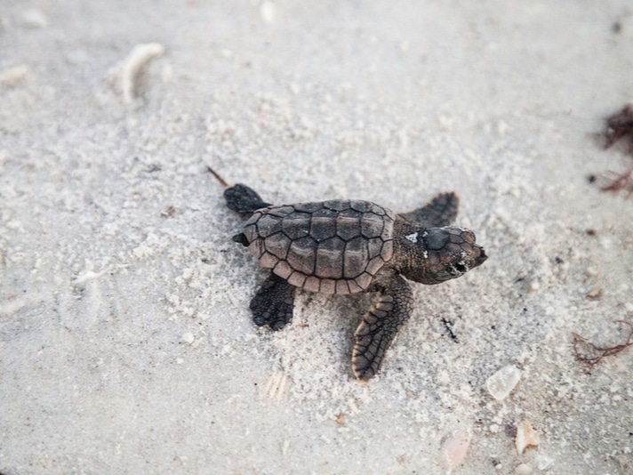 Six Hatchling Loggerhead Turtles Found Swimming In Florida Hotel Room Wastebasket