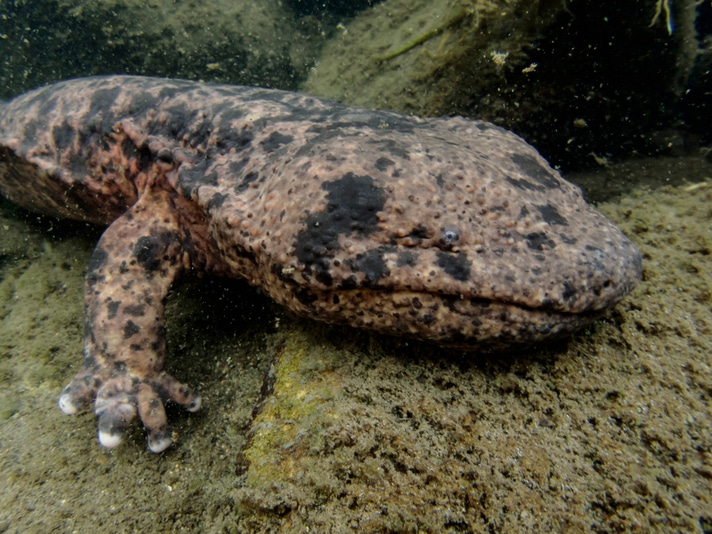 Detroit Zoo Builds New Japanese Giant Salamander Exhibit
