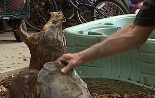 Alligator Snapping Turtle Rescued From Louisiana Culvert