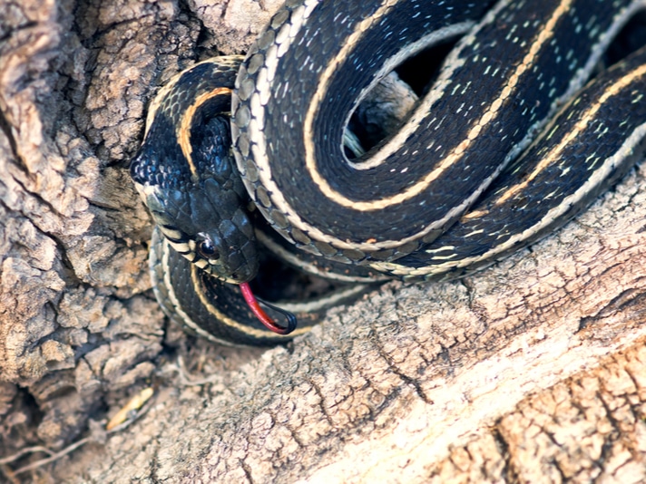 Thamnophis Eques Megalops 