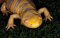 Salamanders Deserve Respect