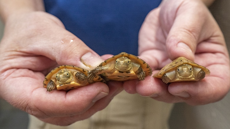 4 Four-Eyed Turtles Hatched At Tennessee Aquarium