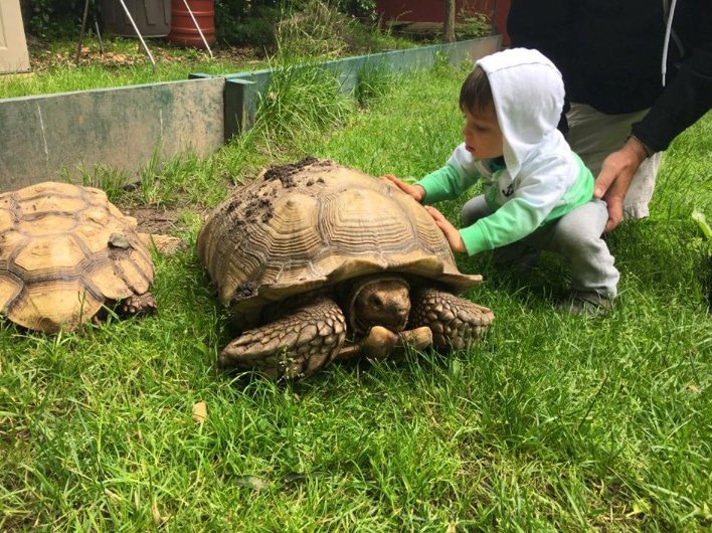 New York Man Sentenced To Six Months For Possession Of Stolen African Spurred Tortoise