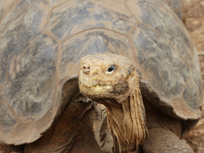 50 Year Captive Breeding Of Española Galapagos Tortoise Deemed A Success
