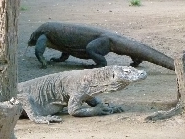 A Visit To Indonesia's Komodo National Park