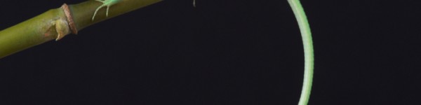 Takydromus Smaragdinus Shutterstock 236202274