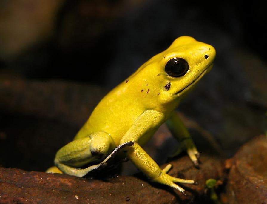 More Than Half The World’s Amphibians In Danger Of Extinction, Study Says