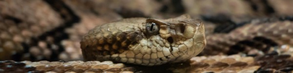 Timber Rattlesnake Shutterstock 3235840941