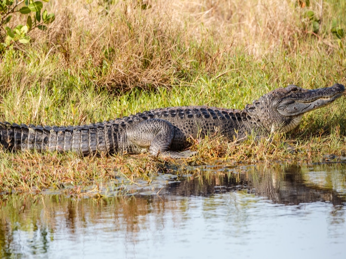 Reptile Conservation Success Story: The American Alligator