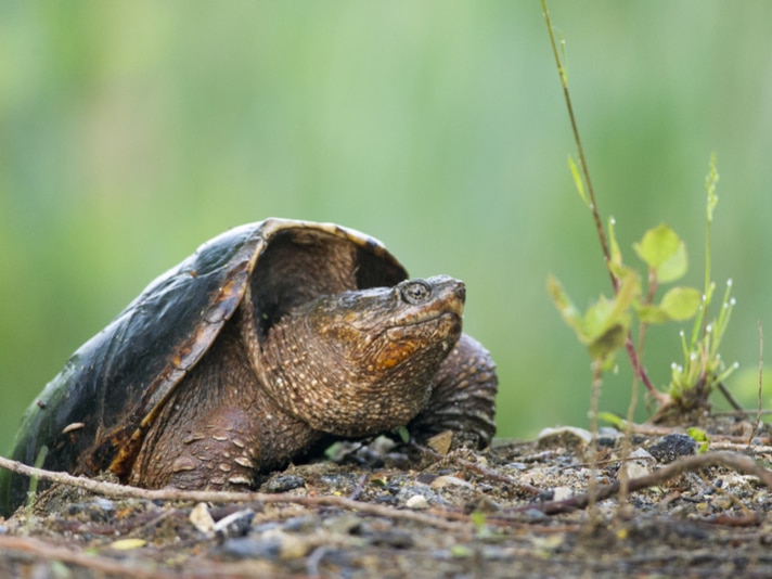 Idaho Officials Euthanize Snapping Turtle Which Was Allegedly Fed Dying Puppy