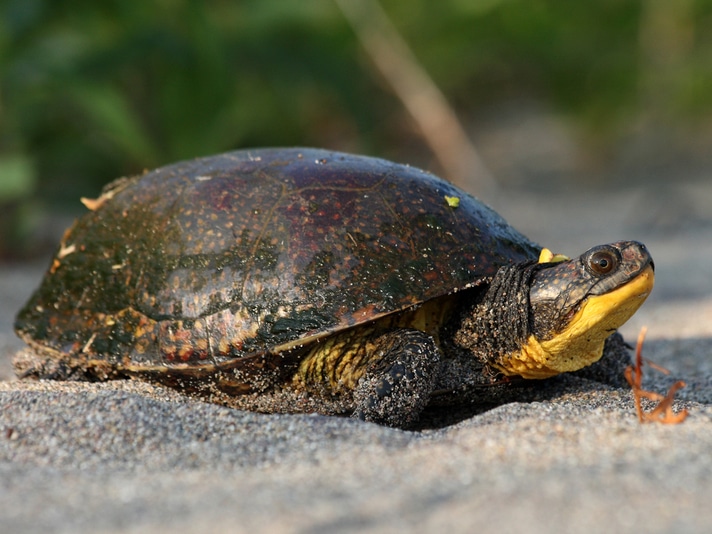Nova Scotia Nature Trust Acquires 66 Acre Property To Create Blanding's Turtle Sanctuary