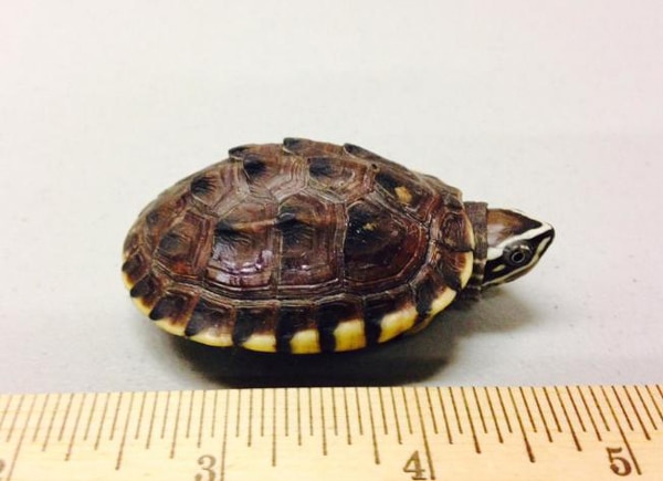 Chinese Turtle Smuggler Sentenced to 5 Years in Prison