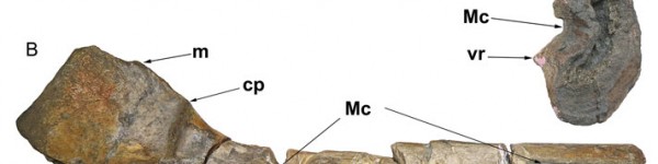 Ichthyosaur Bones