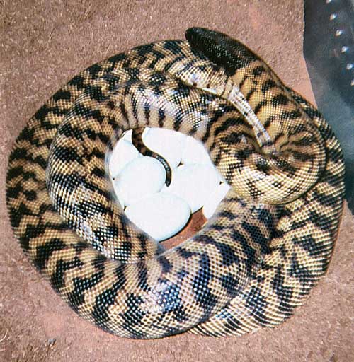 Black headed python  