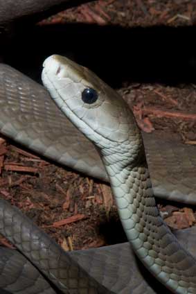 The World's Deadliest Snakes